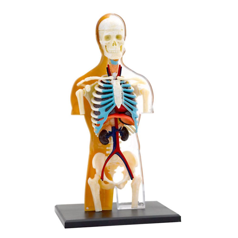 Човешкото тяло, анатомичен модел