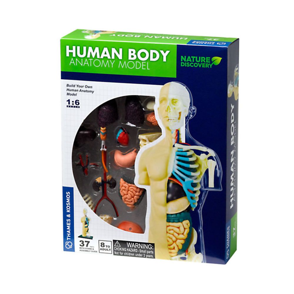 THAMES & KOSMOS, Човешкото тяло, анатомичен модел