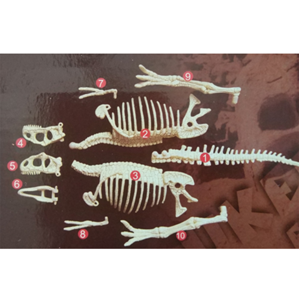 Комплект за изкопаване на вкаменелости, Тиранозавър Рекс