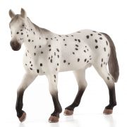 Жребец порода Апалуза