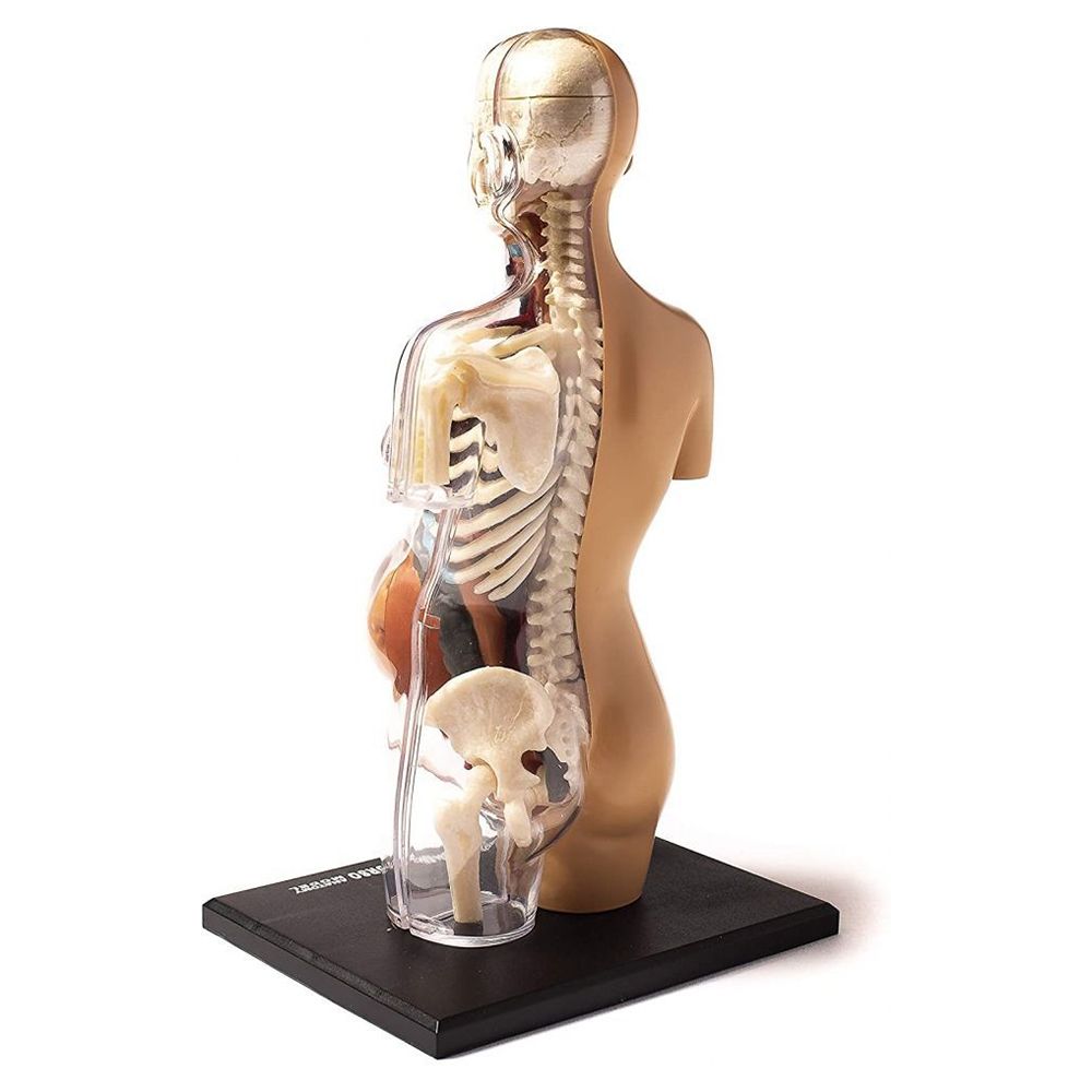 Човешкото тяло, анатомичен модел на бременна жена