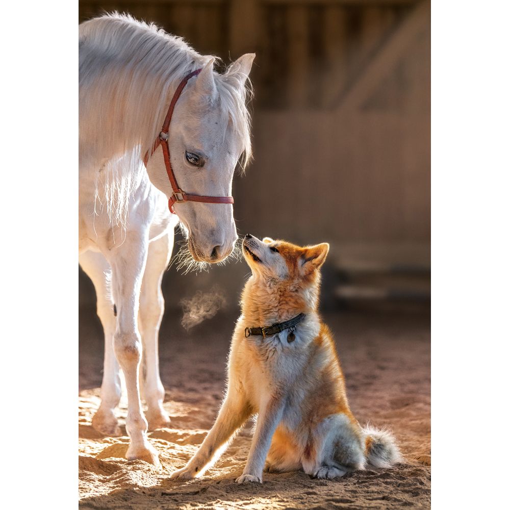 Уникално приятелство, пъзел 1000 части