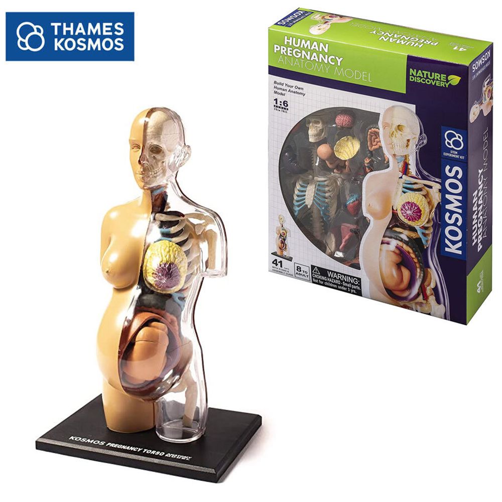 Човешкото тяло, анатомичен модел на бременна жена