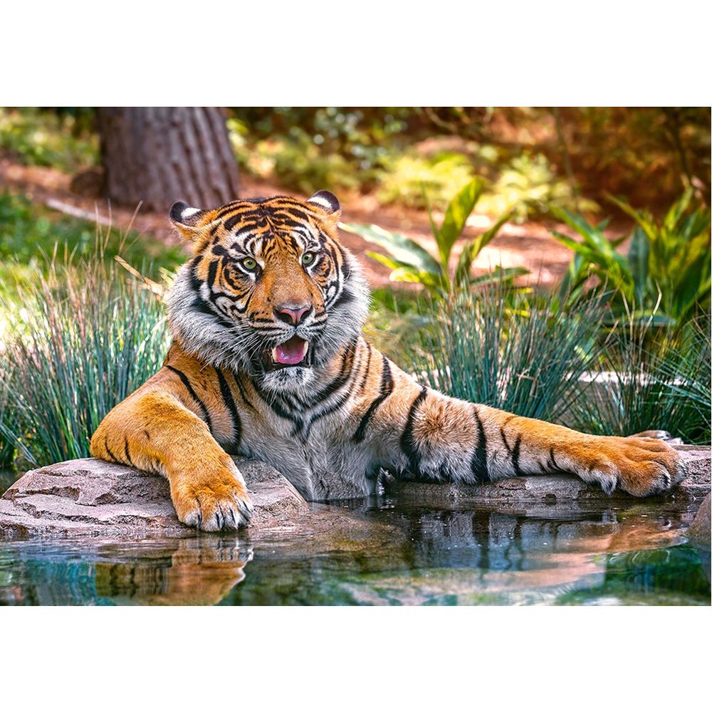 Суматрански тигър, пъзел 500 части