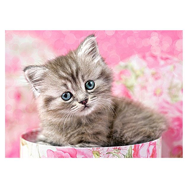 Коте в кутия, пъзел 35 части