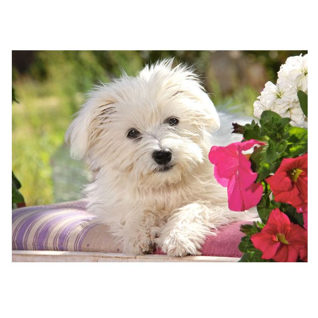 Териер, пъзел 70 чаcти