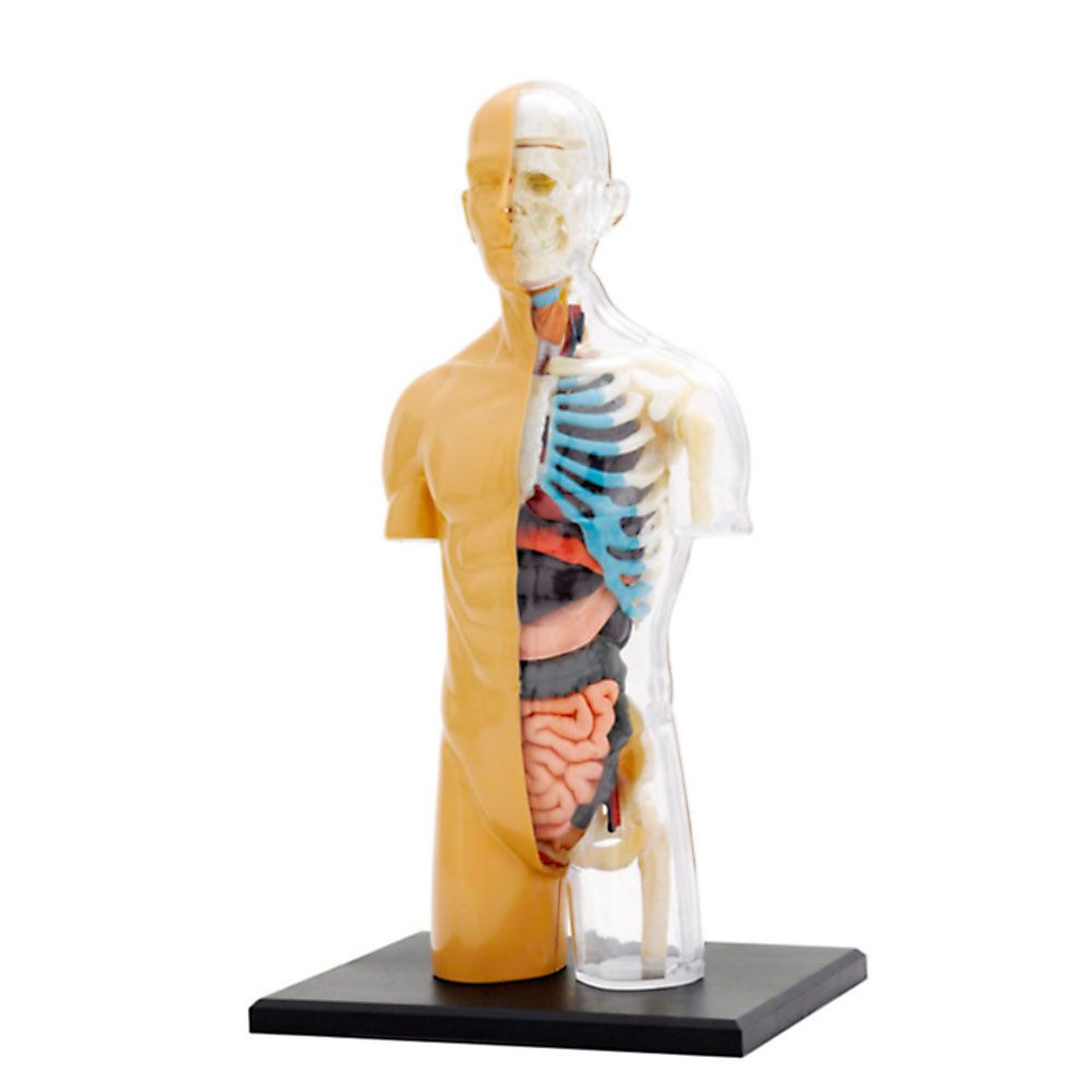 Човешкото тяло, анатомичен модел
