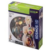 Човешкото тяло, анатомичен модел на бременна жена