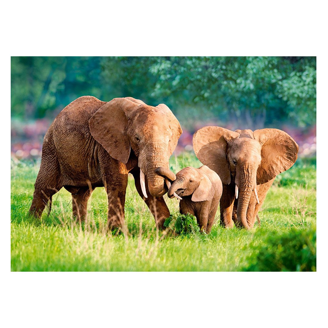 Семейство слонове, пъзел 500 части