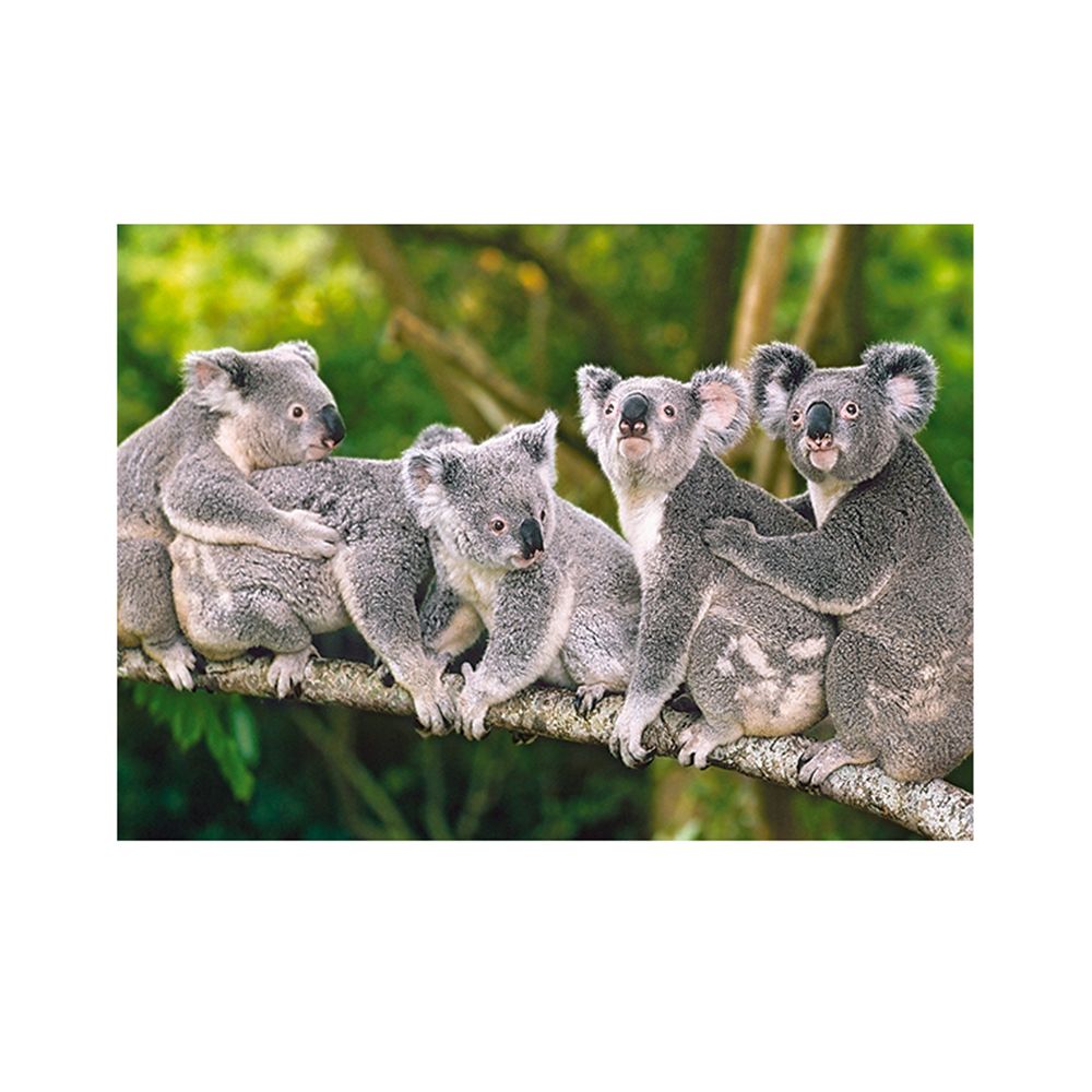 Семейство коали, пъзел 120 части