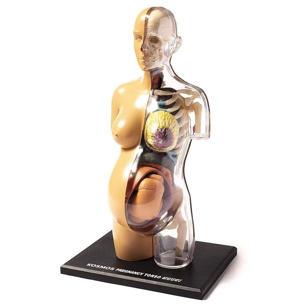 Човешкото тяло, анатомичен модел на бременна жена