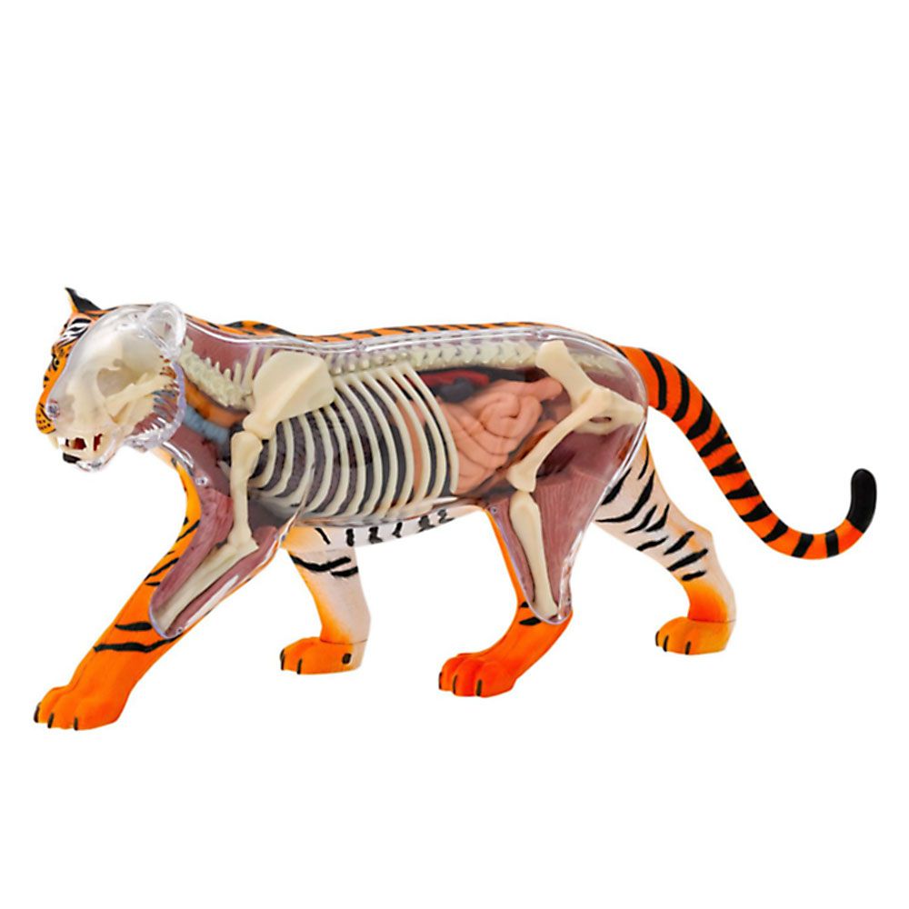 Тигър, анатомичен модел