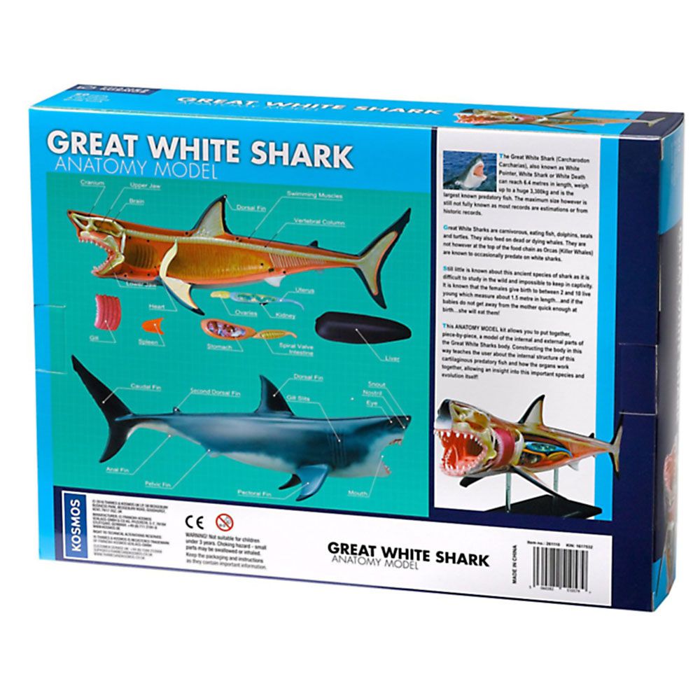 Голяма бяла акула, анатомичен модел