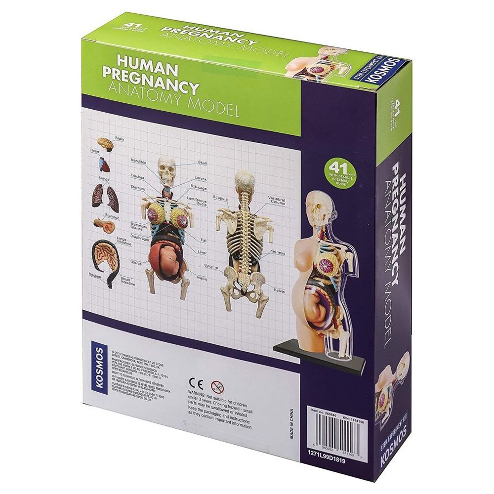 Човешкото тяло, анатомичен модел на бременна жена