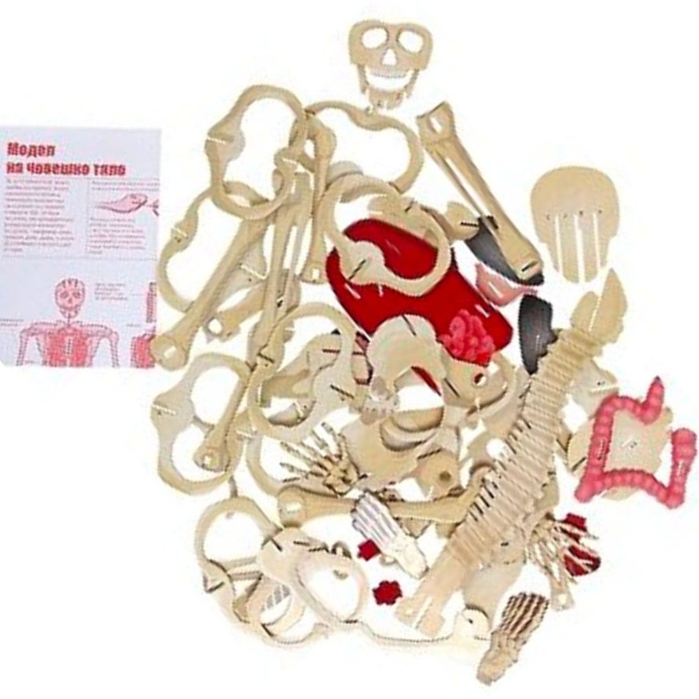 Човешкото тяло