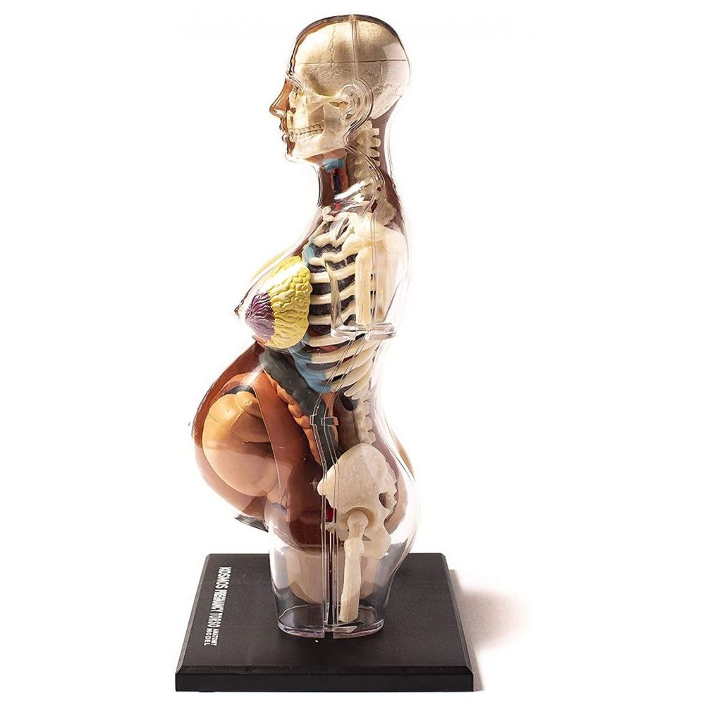 Човешкото тяло, анатомичен модел на бременна жена