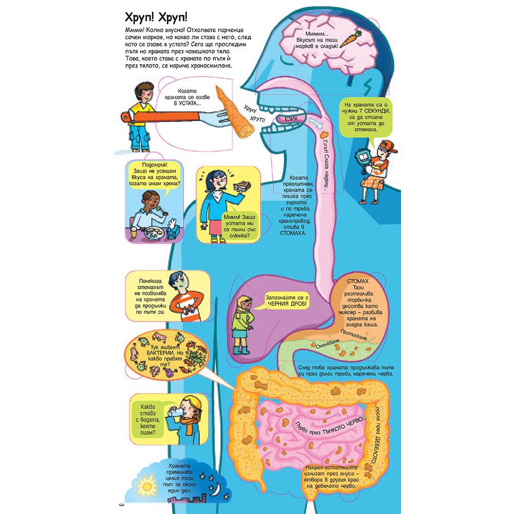 Пътят на храната в тялото ни